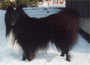 Cabocoon's Apollon - gare Britt-marie Turppa